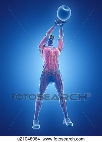 Picture - Man doing kettlebell workout, conceptual computer illustration.. Fotosearch