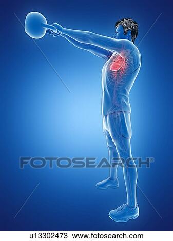 Man doing kettlebell workout, conceptual computer illustration. View Large Photo Image Stock Image - Man doing kettlebell workout, conceptual computer illustration.. Fotosearch