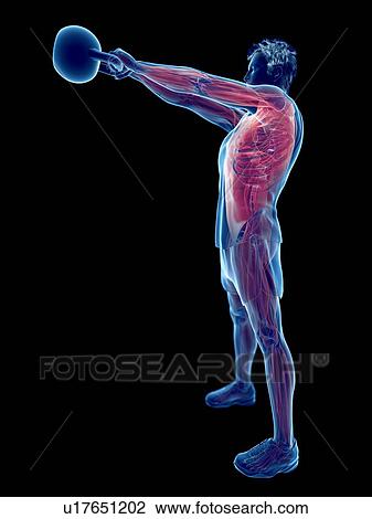 Stock Image - Man doing kettlebell workout, conceptual computer illustration.. Fotosearch