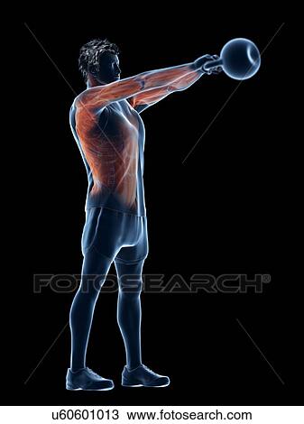 Man doing kettlebell workout, conceptual computer illustration. View Large Photo Image Stock Image - Man doing kettlebell workout, conceptual computer illustration.. Fotosearch