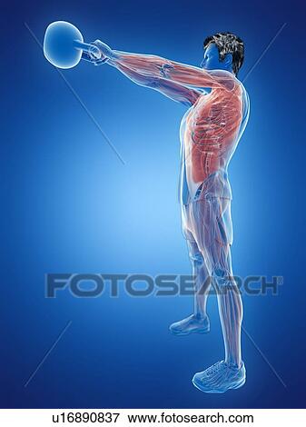 Stock Photo - Man doing kettlebell workout, conceptual computer illustration.. Fotosearch