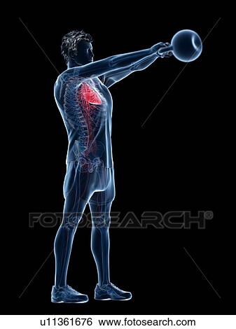Man doing kettlebell workout, conceptual computer illustration. View Large Photo Image Stock Photograph - Man doing kettlebell workout, conceptual computer illustration.. Fotosearch