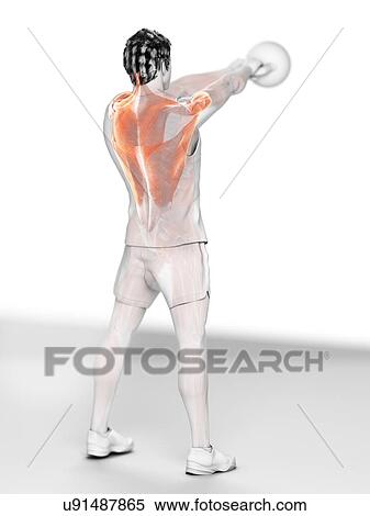 Stock Photography - Man doing kettlebell workout, conceptual computer illustration.. Fotosearch