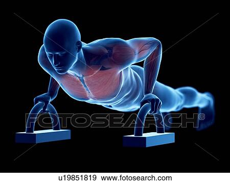 Stock Photo - Man doing push-ups, computer illustration.. Fotosearch