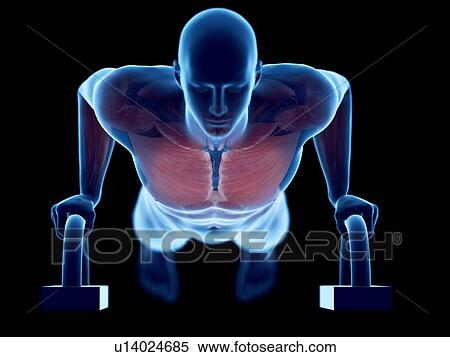 Man doing push-ups, computer illustration. View Large Photo Image Stock Photography - Man doing push-ups, computer illustration.. Fotosearch