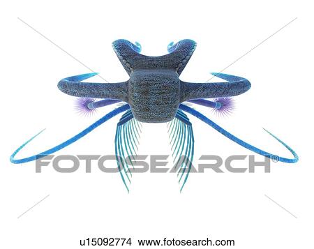 Picture - Marella marine arthropod, computer illustration.. Fotosearch
