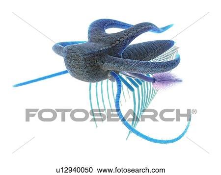 Marella marine arthropod, computer illustration. View Large Photo Image Stock Image - Marella marine arthropod, computer illustration.. Fotosearch