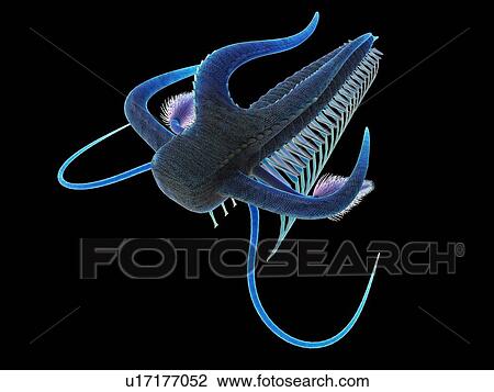 Marella marine arthropod, computer illustration. View Large Photo Image Stock Image - Marella marine arthropod, computer illustration.. Fotosearch