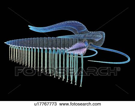 Marella marine arthropod, computer illustration. View Large Photo Image Stock Image - Marella marine arthropod, computer illustration.. Fotosearch
