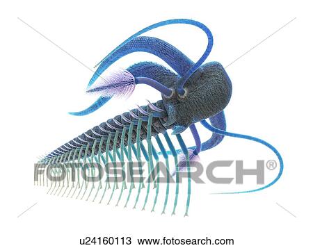 Stock Image - Marella marine arthropod, computer illustration.. Fotosearch