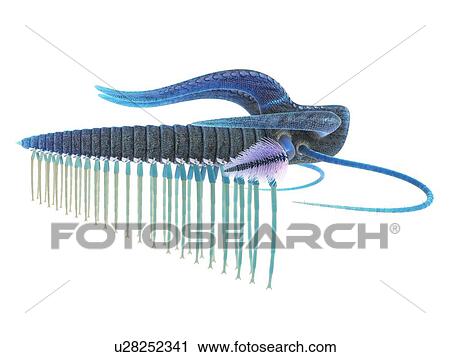 Marella marine arthropod, computer illustration. View Large Photo Image Stock Image - Marella marine arthropod, computer illustration.. Fotosearch