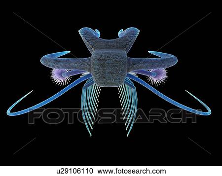 Stock Image - Marella marine arthropod, computer illustration.. Fotosearch