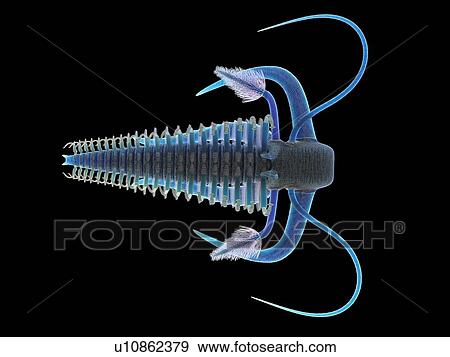 Stock Photo - Marella marine arthropod, computer illustration.. Fotosearch