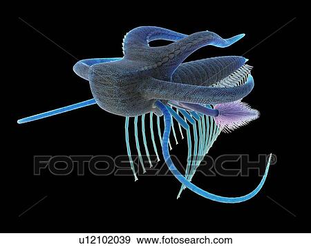 Stock Photo - Marella marine arthropod, computer illustration.. Fotosearch