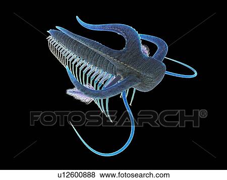 Stock Photo - Marella marine arthropod, computer illustration.. Fotosearch