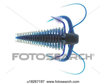 Marella marine arthropod, computer illustration. View Large Photo Image Stock Photo - Marella marine arthropod, computer illustration.. Fotosearch