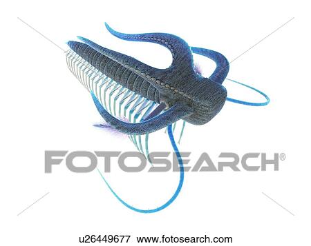 Stock Photo - Marella marine arthropod, computer illustration.. Fotosearch