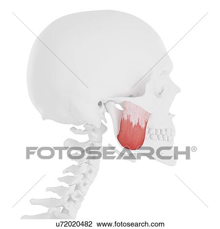 Stock Image - Masseter superior muscle, computer illustration.. Fotosearch