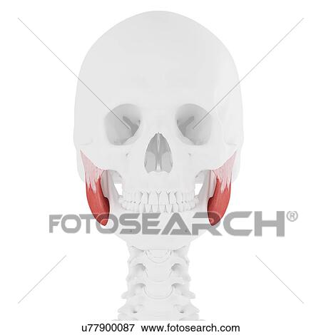 Stock Photo - Masseter superior muscle, computer illustration.. Fotosearch