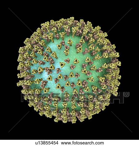 Measles virus particle, computer illustration. This virus, from the Morbillivirus group of viruses, consists of an RNA (ribonucleic acid) core surrounded by an envelope studded with surface proteins haemagglutinin-neuraminidase and fusion protein,... View Large Photo Image Picture - Measles virus particle, computer illustration. This virus, from the Morbillivirus group of viruses, consists of an RNA (ribonucleic acid) core surrounded by an envelope studded with surface proteins haemagglutinin-neuraminidase and fusion protein,.... Fotosearch