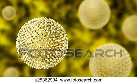 Measles virus particle, computer illustration. This virus, from the Morbillivirus group of viruses, consists of an RNA (ribonucleic acid) core surrounded by an envelope studded with surface proteins haemagglutinin-neuraminidase and fusion protein,... View Large Photo Image Picture - Measles virus particle, computer illustration. This virus, from the Morbillivirus group of viruses, consists of an RNA (ribonucleic acid) core surrounded by an envelope studded with surface proteins haemagglutinin-neuraminidase and fusion protein,.... Fotosearch