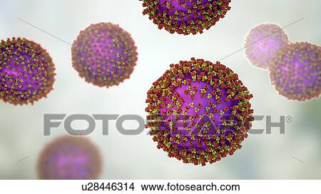 Picture - Measles virus particle, computer illustration. This virus, from the Morbillivirus group of viruses, consists of an RNA (ribonucleic acid) core surrounded by an envelope studded with surface proteins haemagglutinin-neuraminidase and fusion protein,.... Fotosearch
