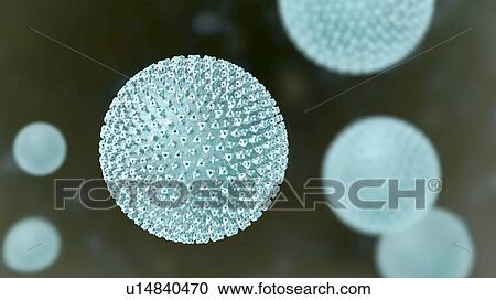 Measles virus particle, computer illustration. This virus, from the Morbillivirus group of viruses, consists of an RNA (ribonucleic acid) core surrounded by an envelope studded with surface proteins haemagglutinin-neuraminidase and fusion protein,... View Large Photo Image Stock Image - Measles virus particle, computer illustration. This virus, from the Morbillivirus group of viruses, consists of an RNA (ribonucleic acid) core surrounded by an envelope studded with surface proteins haemagglutinin-neuraminidase and fusion protein,.... Fotosearch