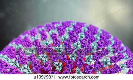Stock Image - Measles virus particle, computer illustration. This virus, from the Morbillivirus group of viruses, consists of an RNA (ribonucleic acid) core surrounded by an envelope studded with surface proteins haemagglutinin-neuraminidase and fusion protein,.... Fotosearch