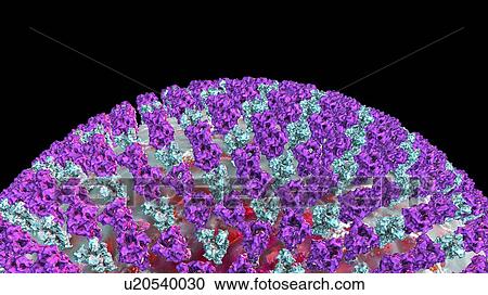 Stock Image - Measles virus particle, computer illustration. This virus, from the Morbillivirus group of viruses, consists of an RNA (ribonucleic acid) core surrounded by an envelope studded with surface proteins haemagglutinin-neuraminidase and fusion protein,.... Fotosearch