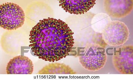 Stock Photo - Measles virus particle, computer illustration. This virus, from the Morbillivirus group of viruses, consists of an RNA (ribonucleic acid) core surrounded by an envelope studded with surface proteins haemagglutinin-neuraminidase and fusion protein,.... Fotosearch