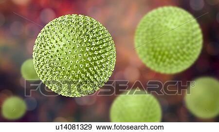 Measles virus particle, computer illustration. This virus, from the Morbillivirus group of viruses, consists of an RNA (ribonucleic acid) core surrounded by an envelope studded with surface proteins haemagglutinin-neuraminidase and fusion protein,... View Large Photo Image Stock Photo - Measles virus particle, computer illustration. This virus, from the Morbillivirus group of viruses, consists of an RNA (ribonucleic acid) core surrounded by an envelope studded with surface proteins haemagglutinin-neuraminidase and fusion protein,.... Fotosearch