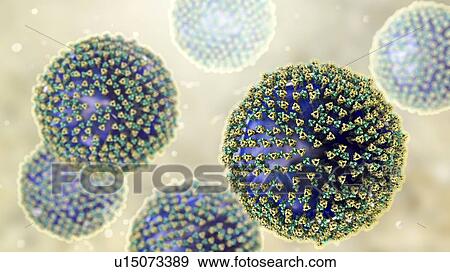 Stock Photo - Measles virus particle, computer illustration. This virus, from the Morbillivirus group of viruses, consists of an RNA (ribonucleic acid) core surrounded by an envelope studded with surface proteins haemagglutinin-neuraminidase and fusion protein,.... Fotosearch