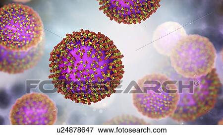 Stock Photo - Measles virus particle, computer illustration. This virus, from the Morbillivirus group of viruses, consists of an RNA (ribonucleic acid) core surrounded by an envelope studded with surface proteins haemagglutinin-neuraminidase and fusion protein,.... Fotosearch