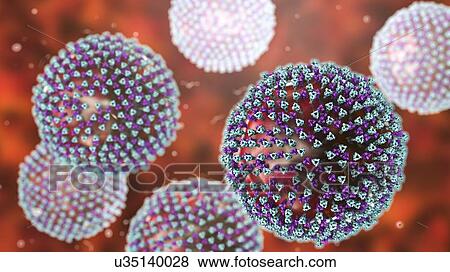Stock Photo - Measles virus particle, computer illustration. This virus, from the Morbillivirus group of viruses, consists of an RNA (ribonucleic acid) core surrounded by an envelope studded with surface proteins haemagglutinin-neuraminidase and fusion protein,.... Fotosearch