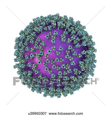 Stock Photo - Measles virus particle, computer illustration. This virus, from the Morbillivirus group of viruses, consists of an RNA (ribonucleic acid) core surrounded by an envelope studded with surface proteins haemagglutinin-neuraminidase and fusion protein,.... Fotosearch