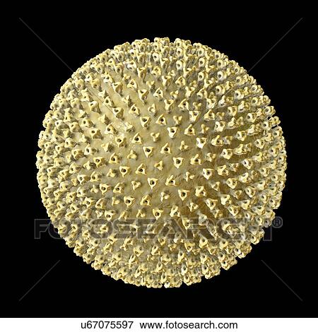 Stock Photo - Measles virus particle, computer illustration. This virus, from the Morbillivirus group of viruses, consists of an RNA (ribonucleic acid) core surrounded by an envelope studded with surface proteins haemagglutinin-neuraminidase and fusion protein,.... Fotosearch