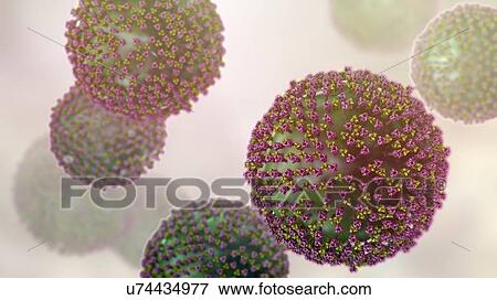 Stock Photo - Measles virus particle, computer illustration. This virus, from the Morbillivirus group of viruses, consists of an RNA (ribonucleic acid) core surrounded by an envelope studded with surface proteins haemagglutinin-neuraminidase and fusion protein,.... Fotosearch