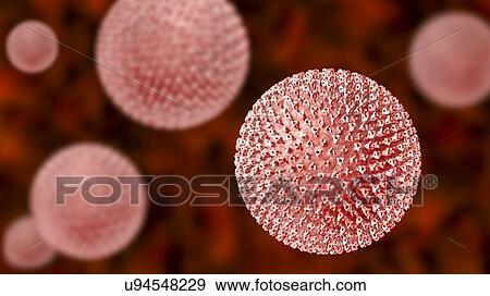 Measles virus particle, computer illustration. This virus, from the Morbillivirus group of viruses, consists of an RNA (ribonucleic acid) core surrounded by an envelope studded with surface proteins haemagglutinin-neuraminidase and fusion protein,... View Large Photo Image Stock Photo - Measles virus particle, computer illustration. This virus, from the Morbillivirus group of viruses, consists of an RNA (ribonucleic acid) core surrounded by an envelope studded with surface proteins haemagglutinin-neuraminidase and fusion protein,.... Fotosearch