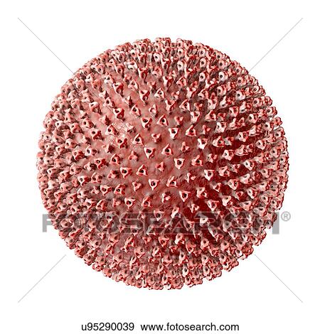 Measles virus particle, computer illustration. This virus, from the Morbillivirus group of viruses, consists of an RNA (ribonucleic acid) core surrounded by an envelope studded with surface proteins haemagglutinin-neuraminidase and fusion protein,... View Large Photo Image Stock Photo - Measles virus particle, computer illustration. This virus, from the Morbillivirus group of viruses, consists of an RNA (ribonucleic acid) core surrounded by an envelope studded with surface proteins haemagglutinin-neuraminidase and fusion protein,.... Fotosearch