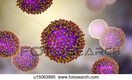 Measles virus particle, computer illustration. This virus, from the Morbillivirus group of viruses, consists of an RNA (ribonucleic acid) core surrounded by an envelope studded with surface proteins haemagglutinin-neuraminidase and fusion protein,... View Large Photo Image Stock Photography - Measles virus particle, computer illustration. This virus, from the Morbillivirus group of viruses, consists of an RNA (ribonucleic acid) core surrounded by an envelope studded with surface proteins haemagglutinin-neuraminidase and fusion protein,.... Fotosearch