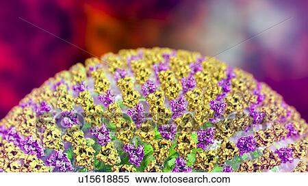 Stock Photography - Measles virus particle, computer illustration. This virus, from the Morbillivirus group of viruses, consists of an RNA (ribonucleic acid) core surrounded by an envelope studded with surface proteins haemagglutinin-neuraminidase and fusion protein,.... Fotosearch