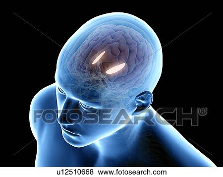 Stock Photo - Medial globus padillus, illustration. Fotosearch