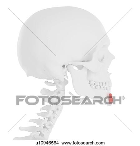 Mentalis muscle, computer illustration. View Large Photo Image Picture - Mentalis muscle, computer illustration.. Fotosearch