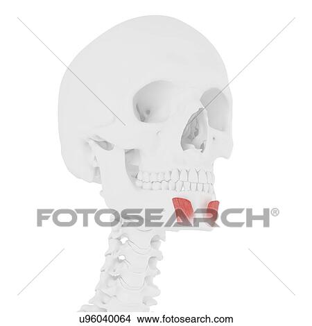 Picture - Mentalis muscle, computer illustration.. Fotosearch