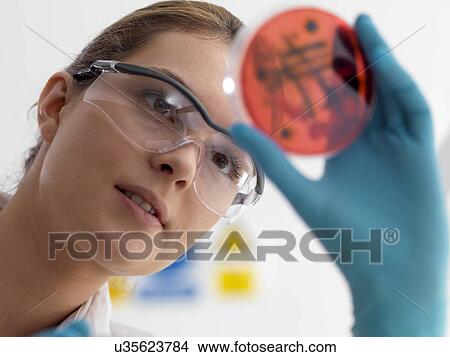 Picture - Microbiology research. Scientist viewing cultures growing in petri dishes.. Fotosearch