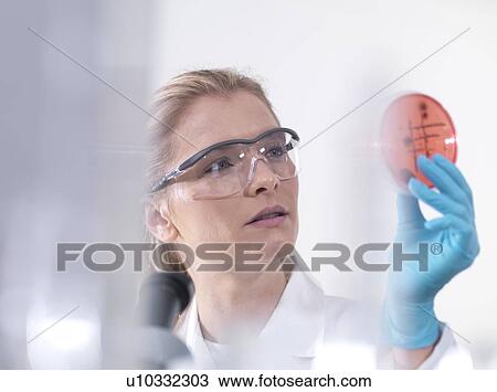 Microbiology research. Scientist examining bacterial cultures growing in petri dishes. View Large Photo Image Stock Image - Microbiology research. Scientist examining bacterial cultures growing in petri dishes.. Fotosearch