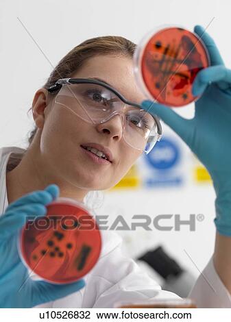 Stock Image - Microbiology research. Scientist viewing cultures growing in petri dishes.. Fotosearch