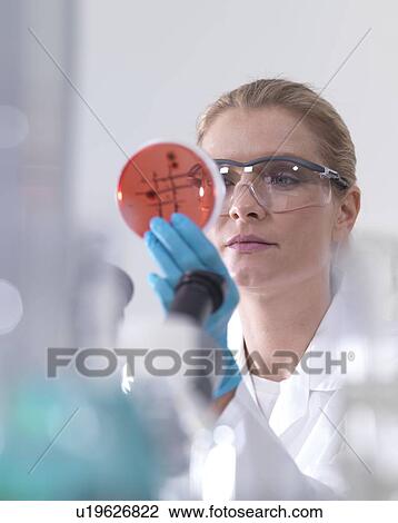 Microbiology research. Scientist examining bacterial cultures growing in petri dishes. View Large Photo Image Stock Image - Microbiology research. Scientist examining bacterial cultures growing in petri dishes.. Fotosearch