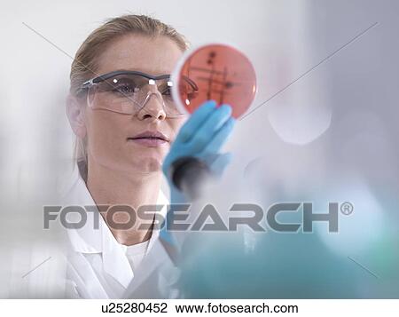 Stock Image - Microbiology research. Scientist examining bacterial cultures growing in petri dishes.. Fotosearch