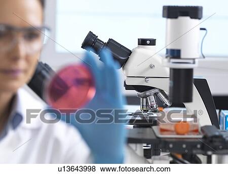 Microbiology research. Scientist examining bacterial cultures growing in a petri dish. View Large Photo Image Stock Photo - Microbiology research. Scientist examining bacterial cultures growing in a petri dish.. Fotosearch
